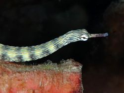 Pipefish portrait. Taken in Mabul with Nik D70, 105mm len... by Beverly Speed 
